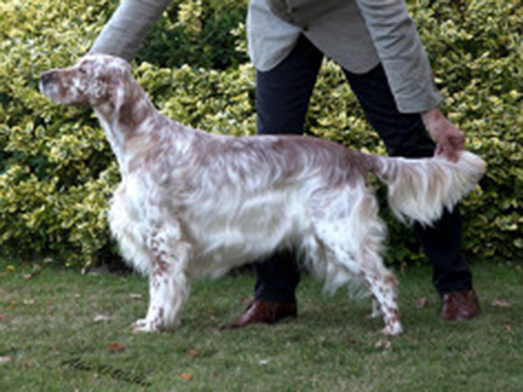 Champ Show Archive 8 SH CH Quensha Little Jeanie