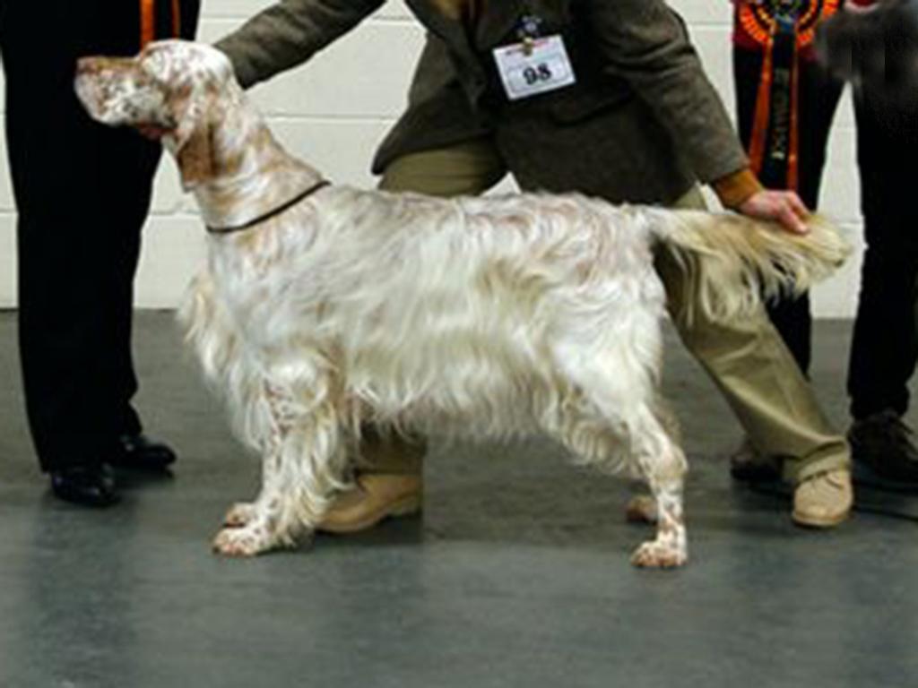 Champ Show Archive 5 Bournehouse Golden Gift