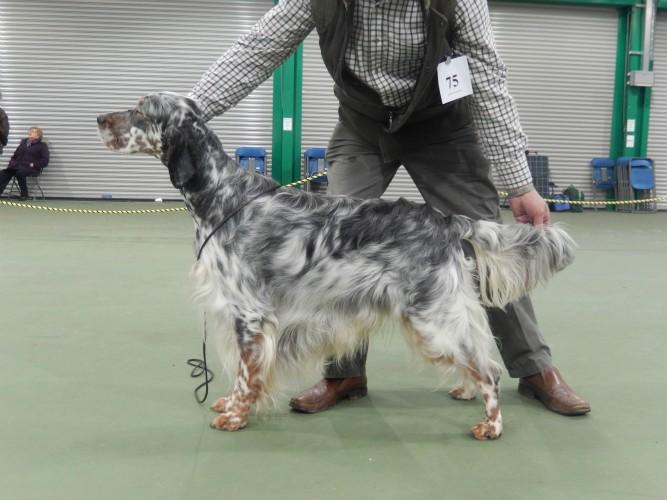 Champ Show Archive 4 Sh.Ch. Richecca Shades of Grey