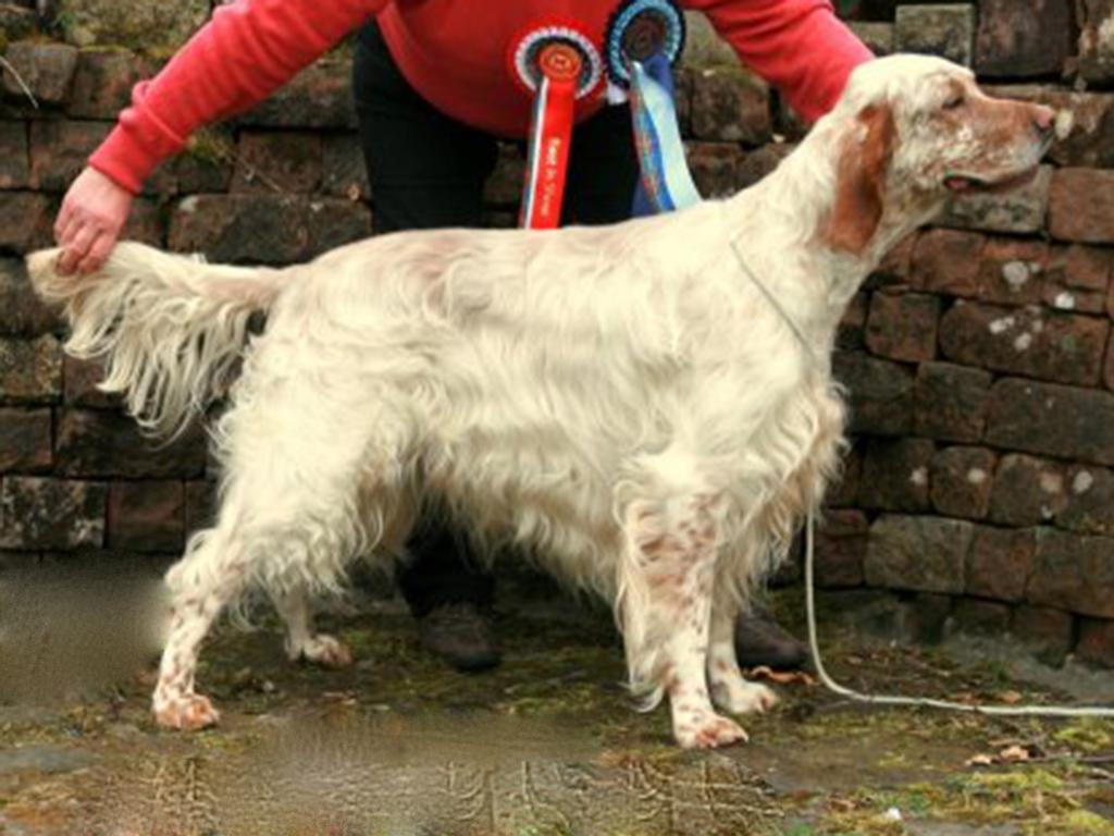 Champ Show Archive 7 Fencefoot Fond Memory
